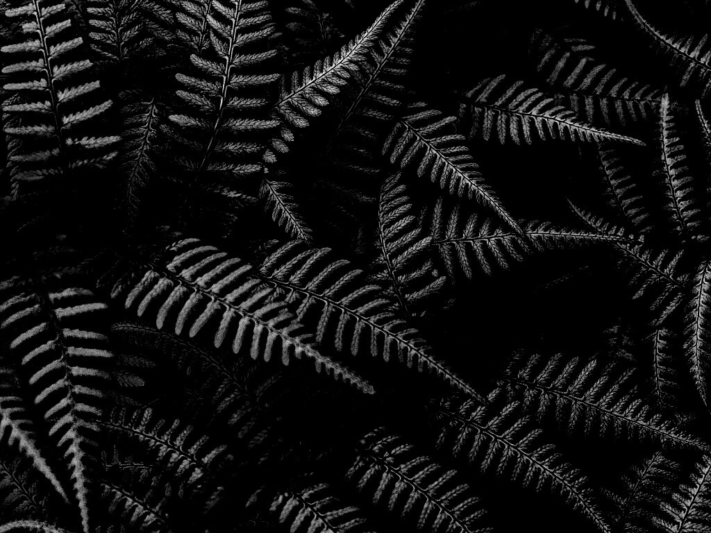 Папоротник обои