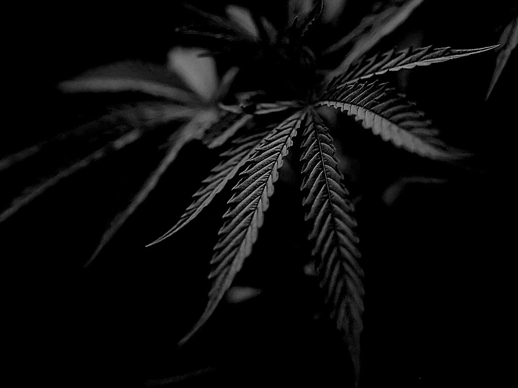 Марихуана обои