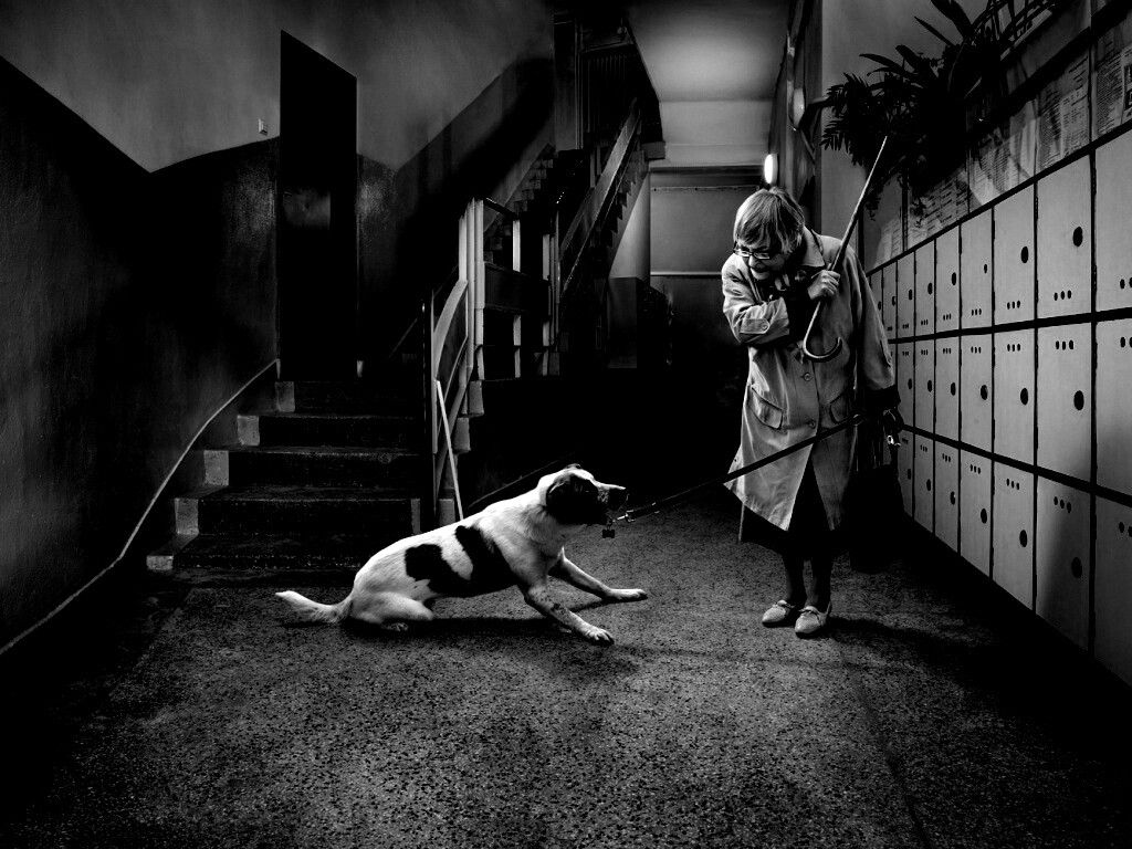 Непослушная собака обои