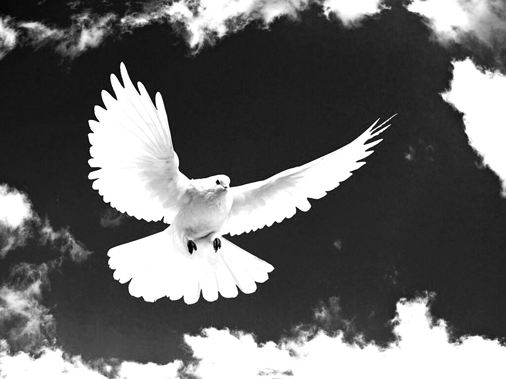 Белый голубь в небе обои