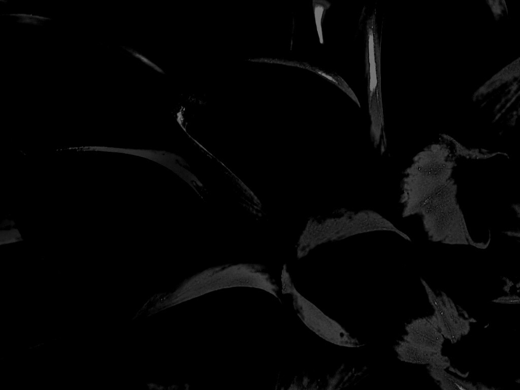 Лепестки обои