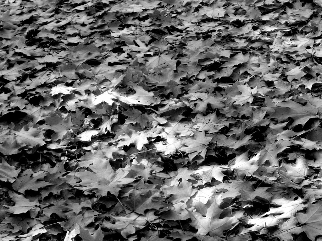 Листья клена обои