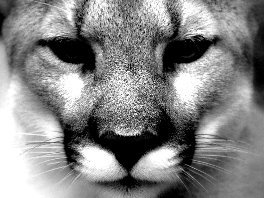 Взгляд большой кошки обои