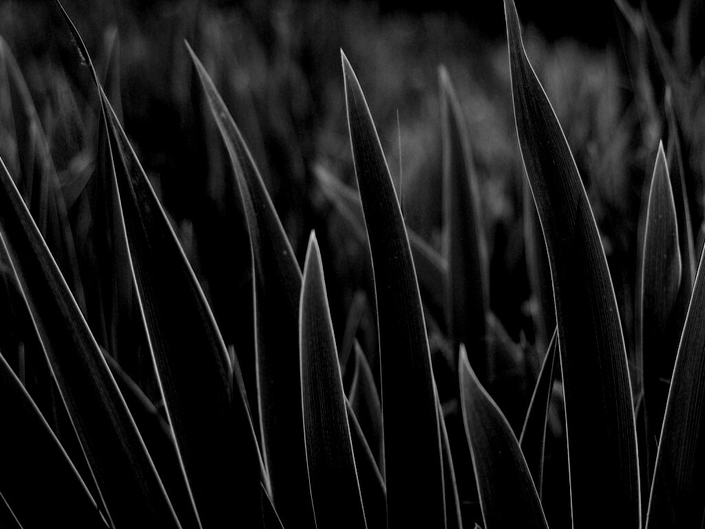 Идеальная зелень обои