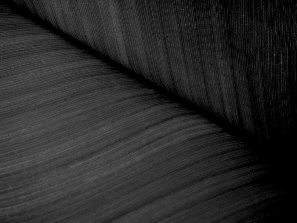 Зеленый лист обои