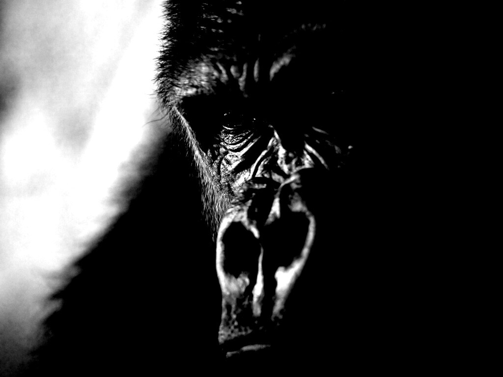 Фото орангутанга обои