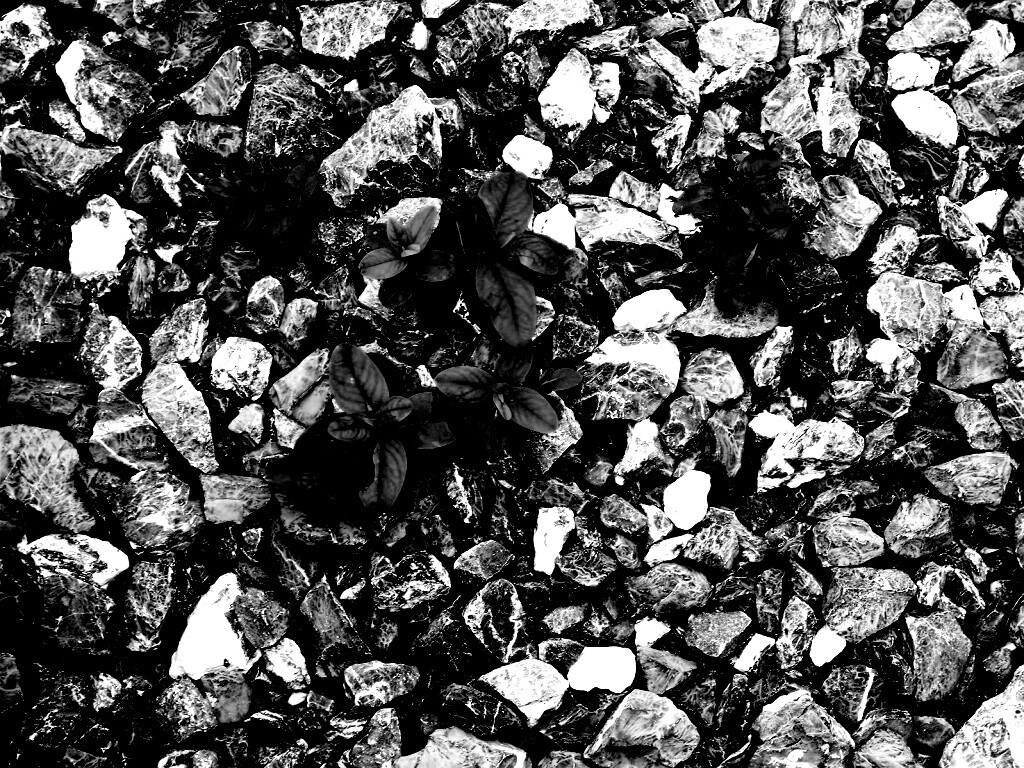 Цветы среди камней обои