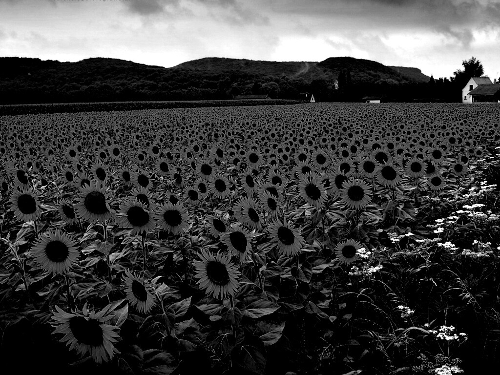 Живописное поле подсолнухов обои