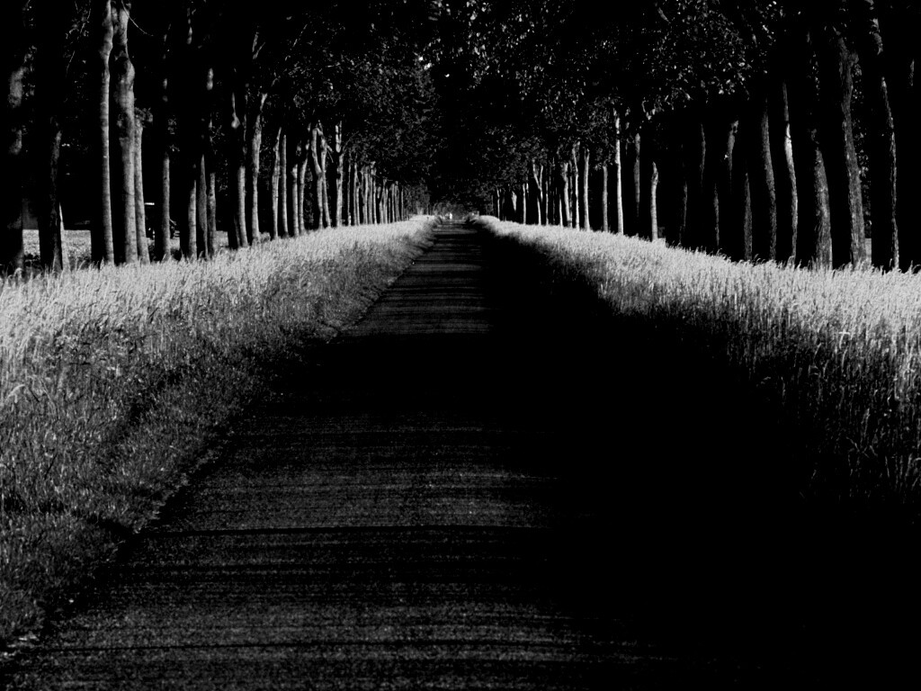 Живописная аллея обои