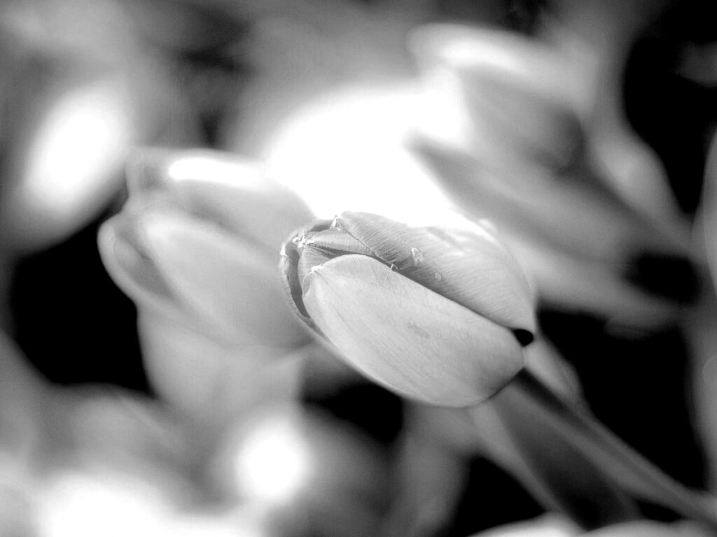 Красивый тюльпан обои