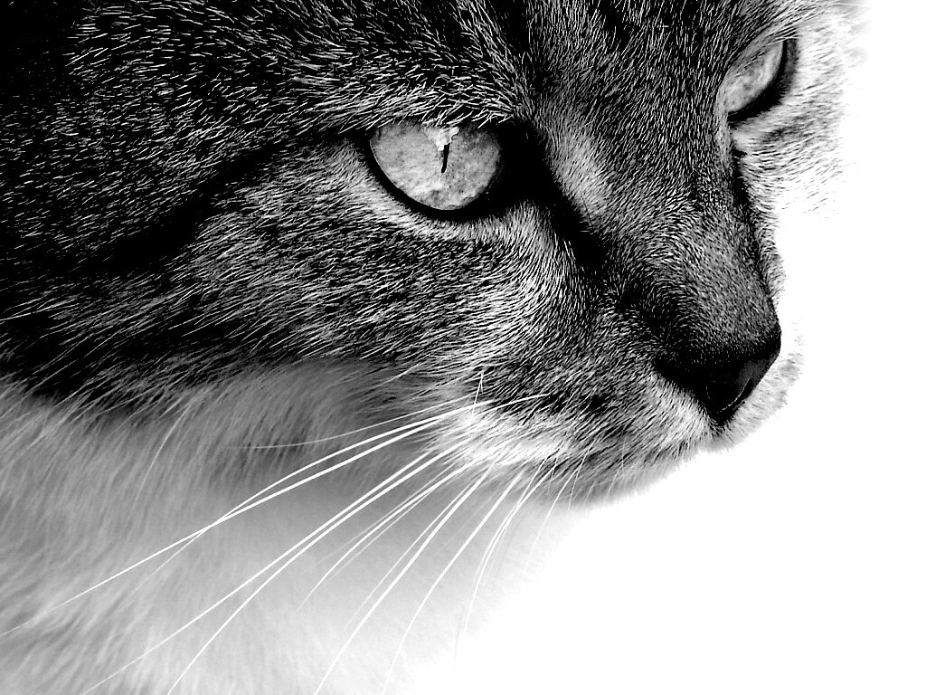 Очень красивый кот обои