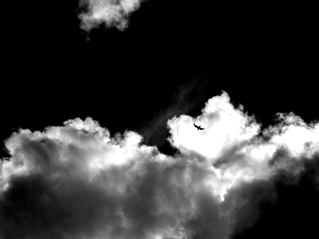 Птица в небе обои