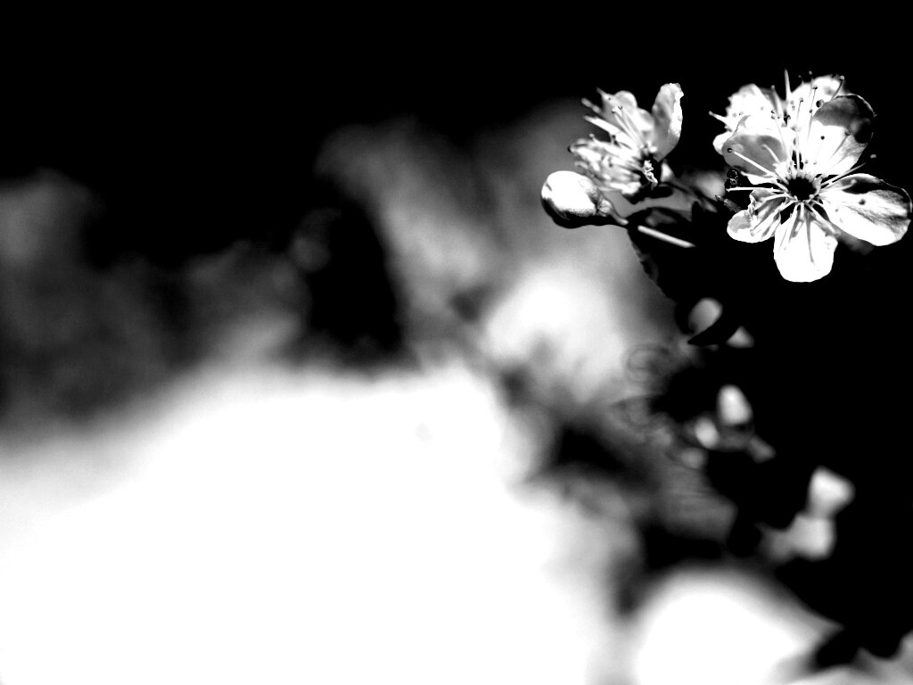 Цветок вишни обои