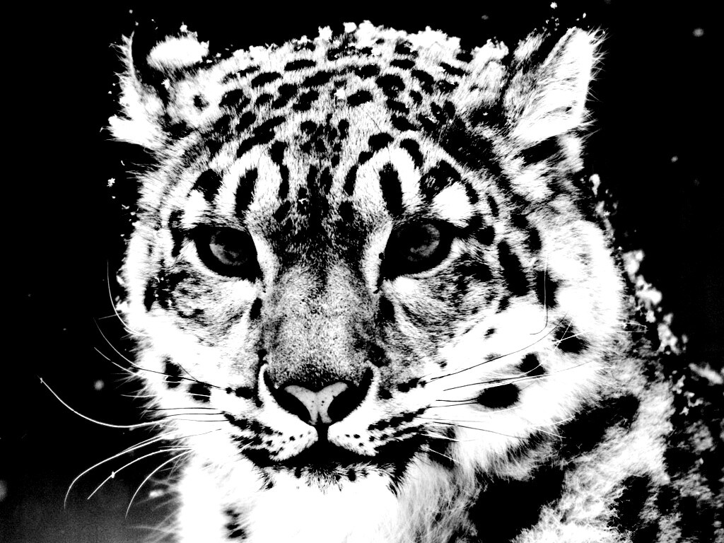 Снежный барс обои