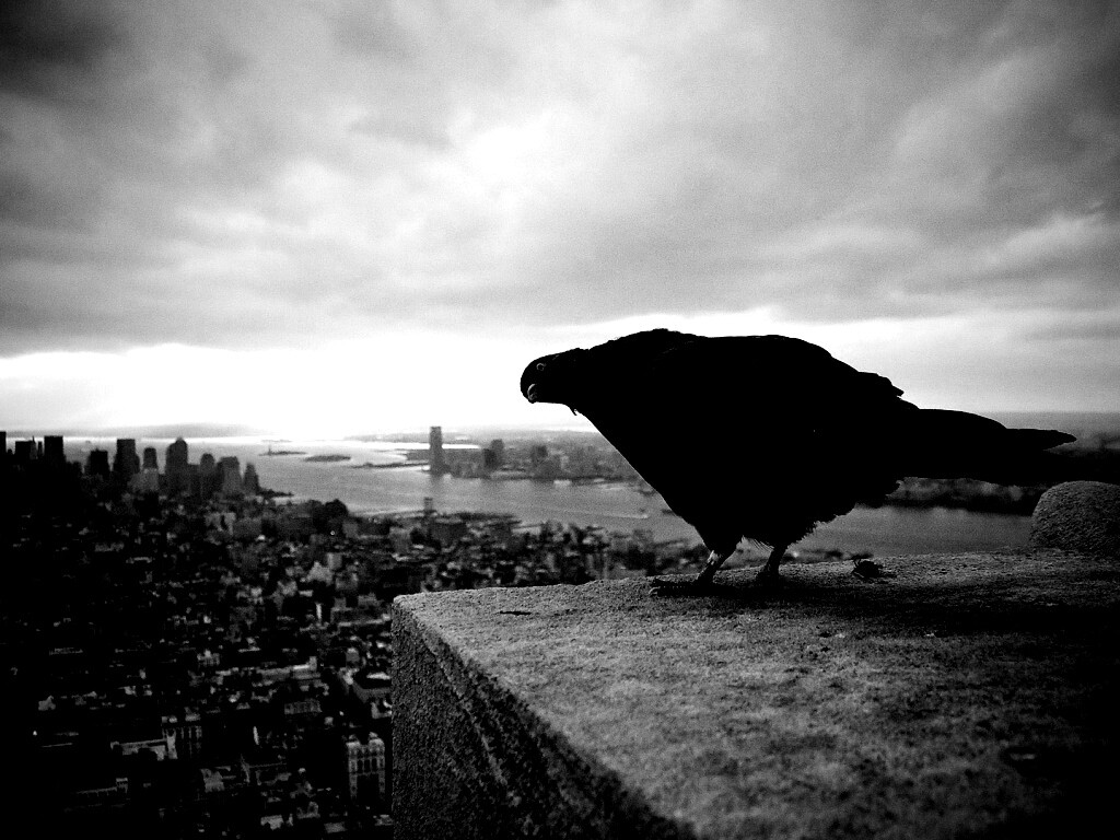 Любознательный голубь обои