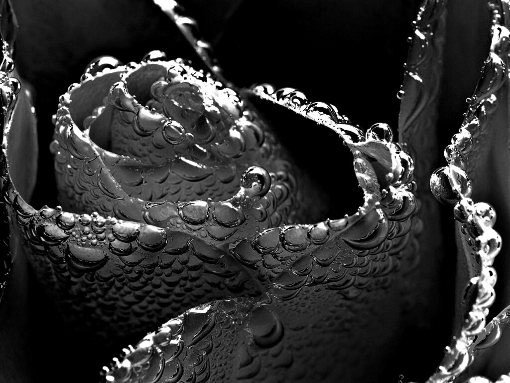 Мокрый желтый цветок обои