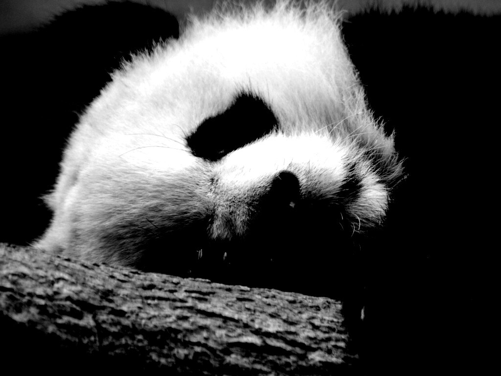 Панда на ветви обои