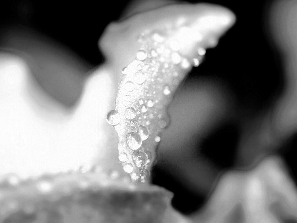 Капли росы на лепестке обои