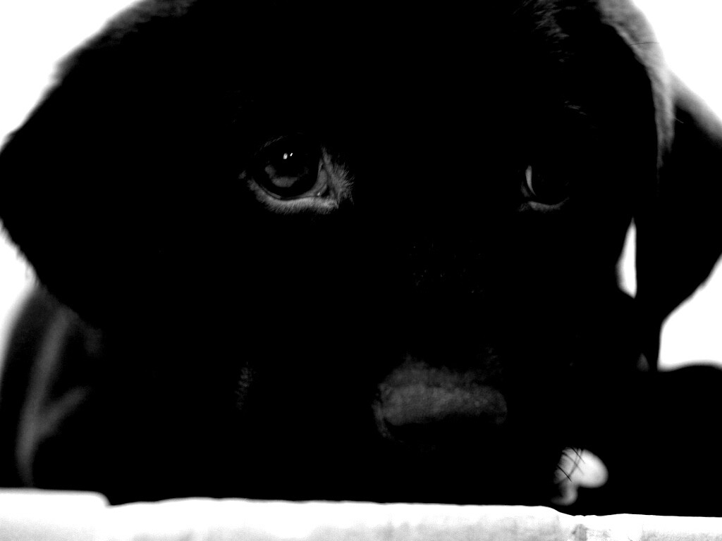 Пушистый шоколадка обои