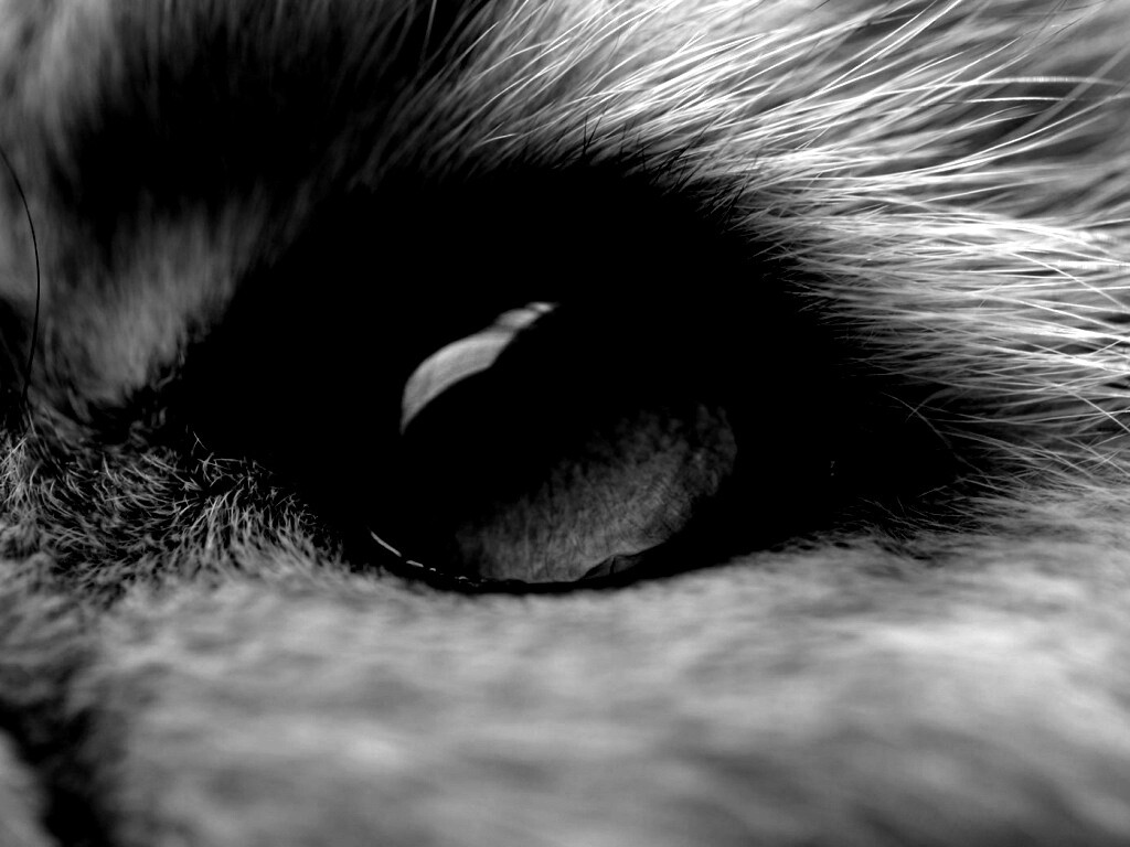 Кошачий глаз обои