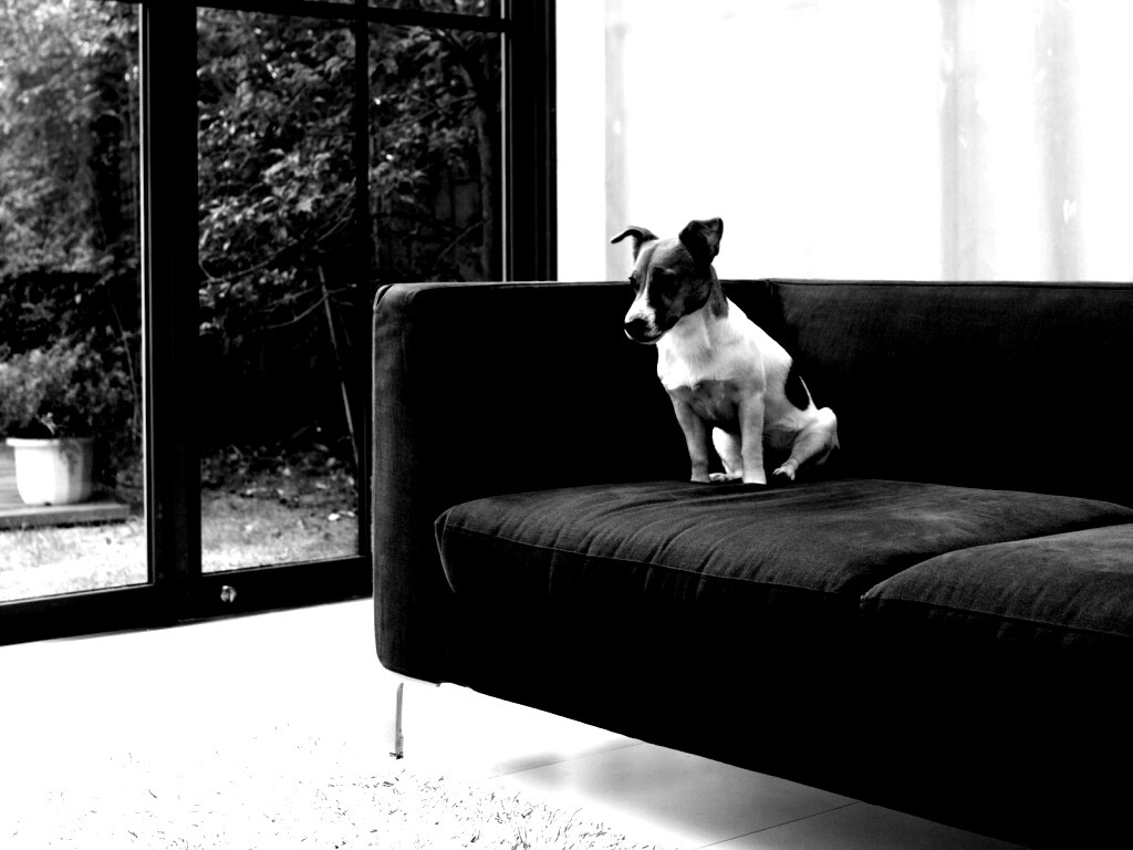 Пес на диване обои