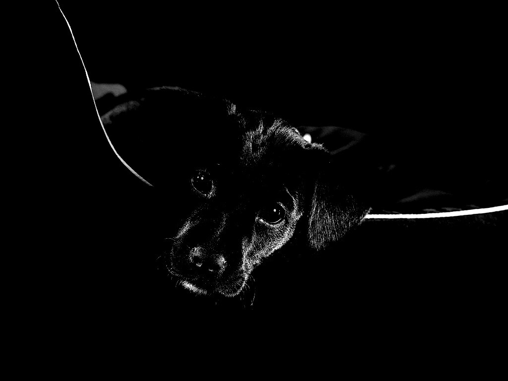 Собачка в сумке обои