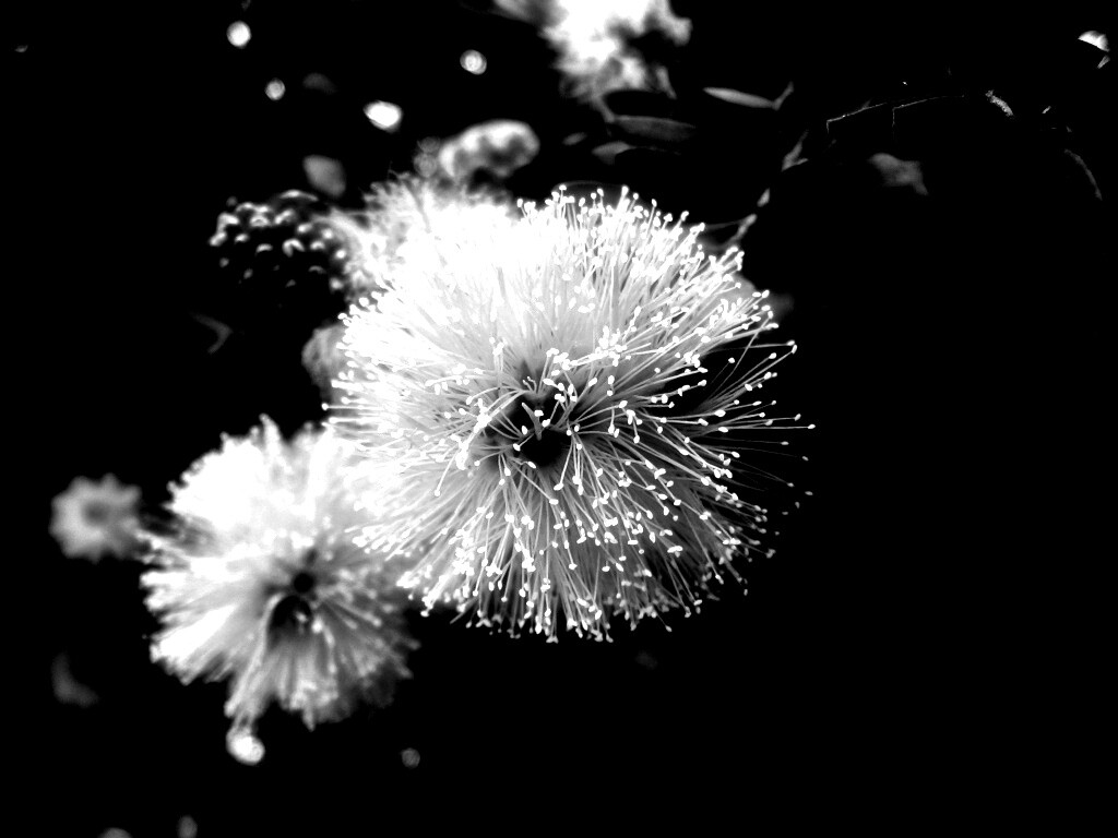 Сказочный цветок обои