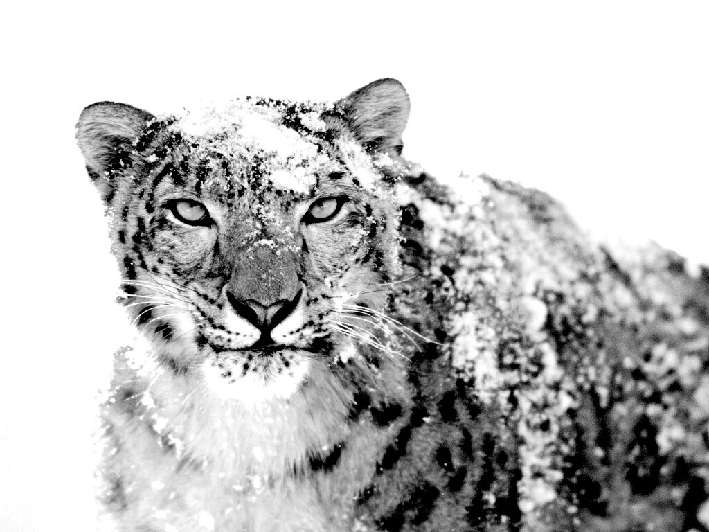 Снежный леопард обои