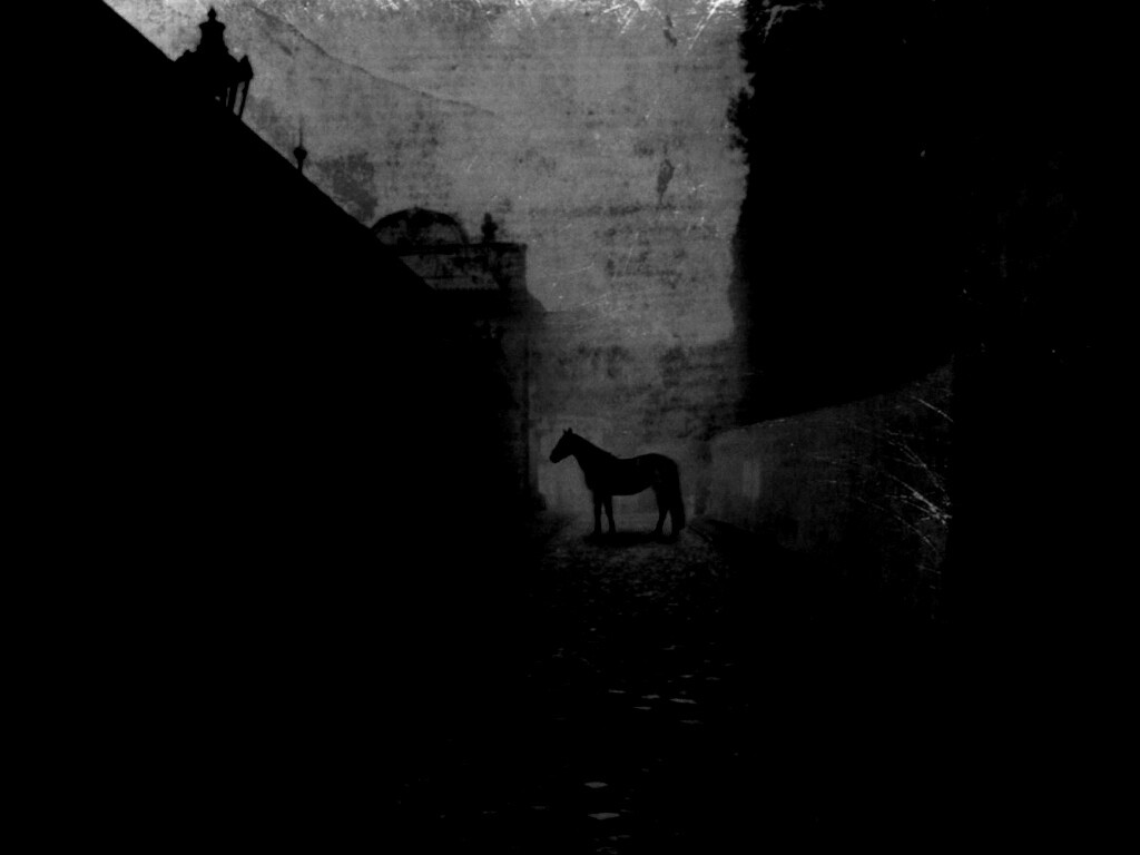 Лошадь в тумане обои