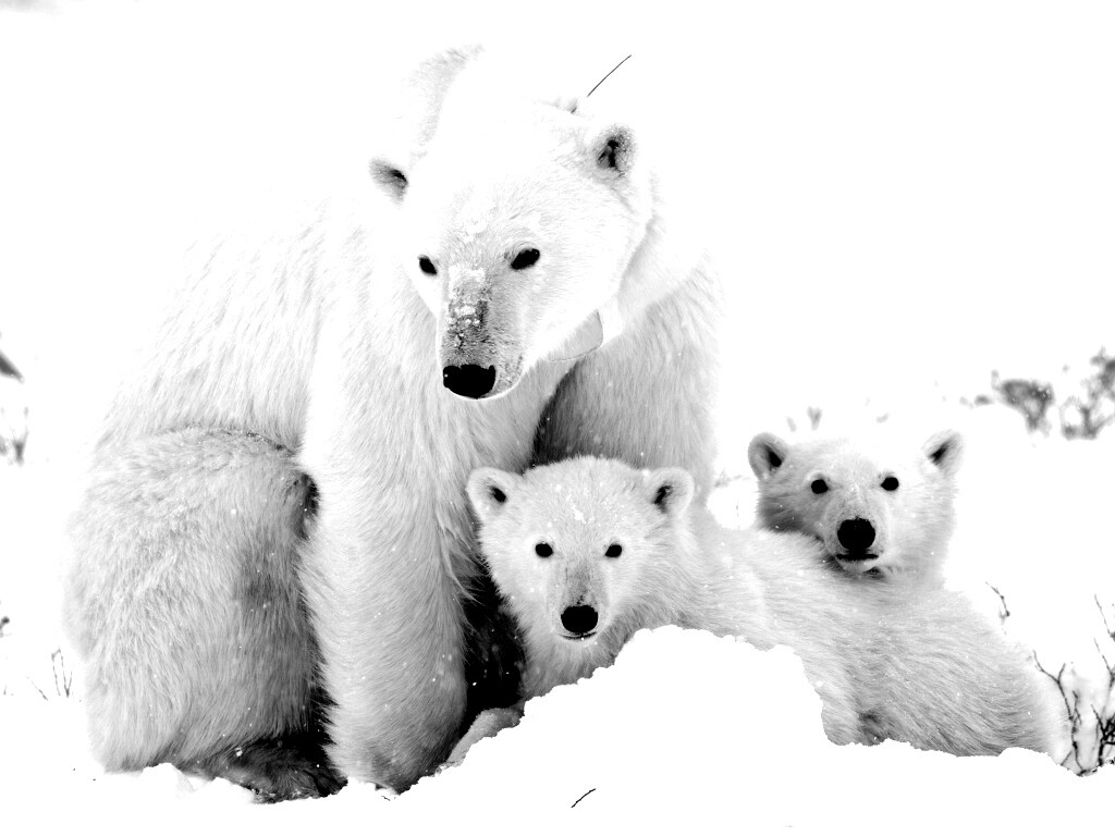 Белые медведи обои