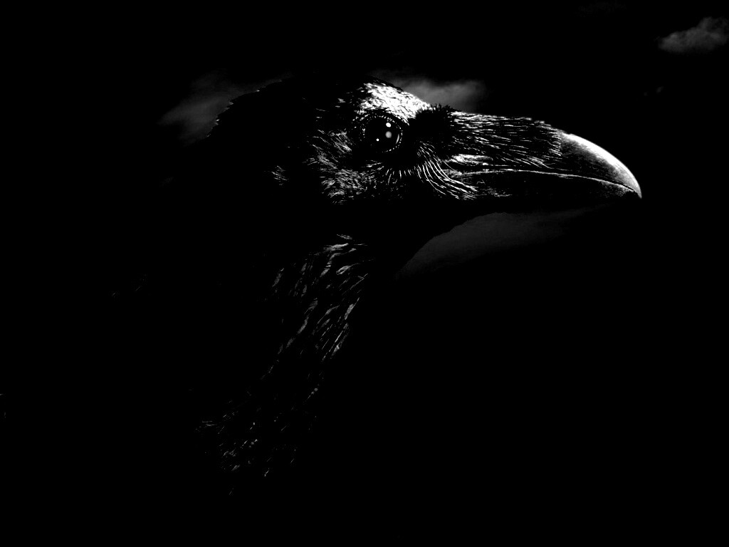 Ворон — гордая птица обои