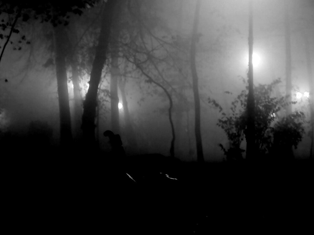 Темный лес обои