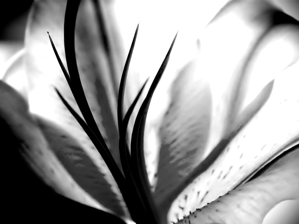 Нежный цветок обои