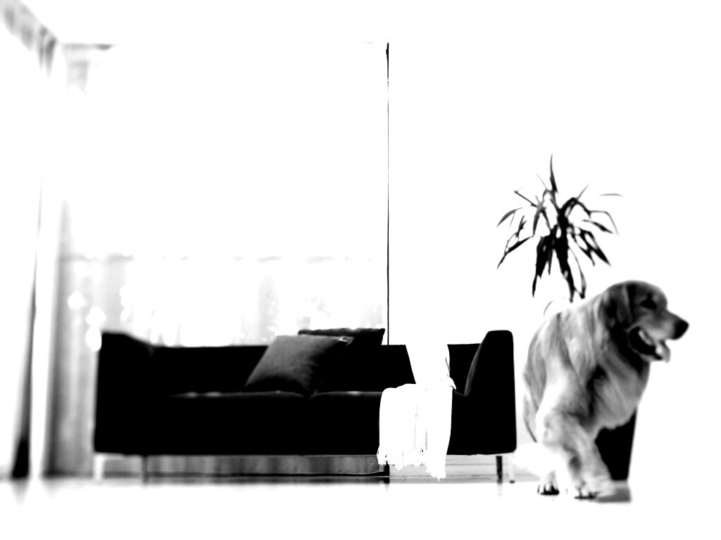 Собака в быту обои