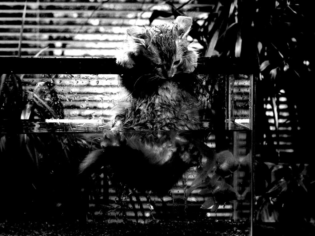 Мокрая киска обои