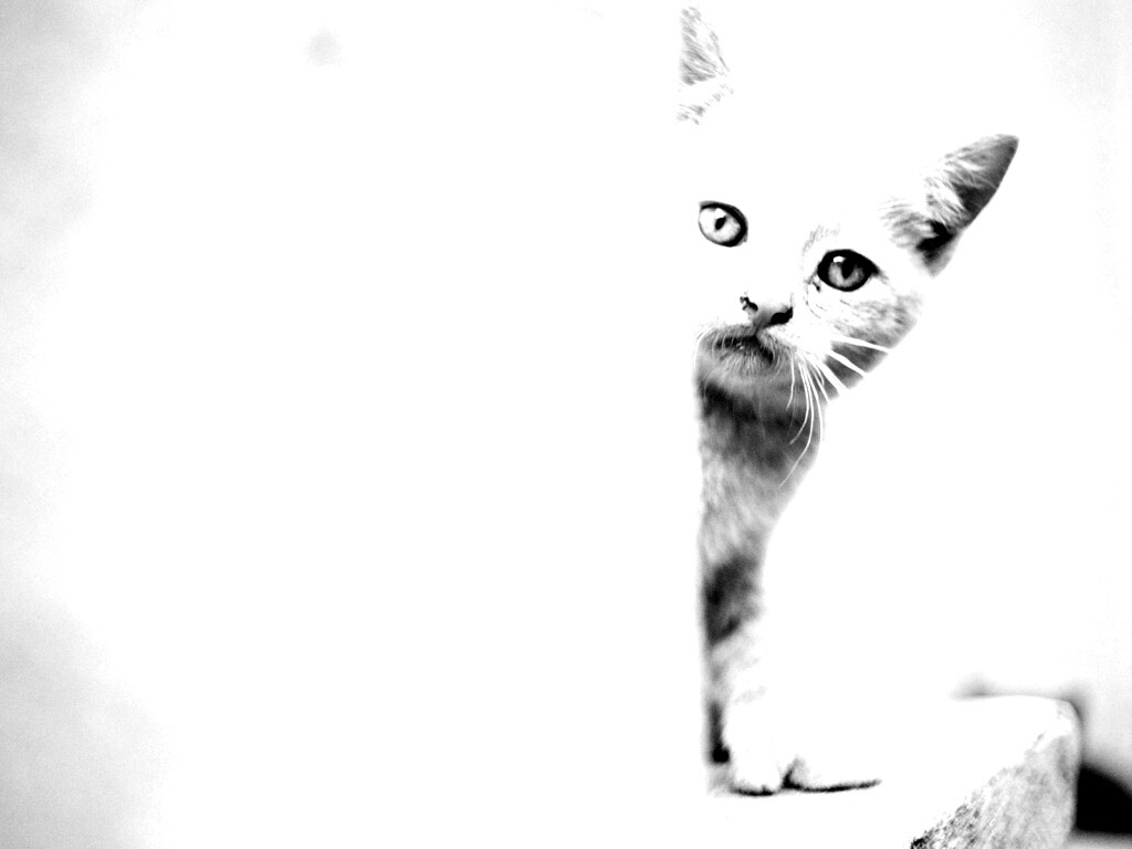 Котик из-за угла обои