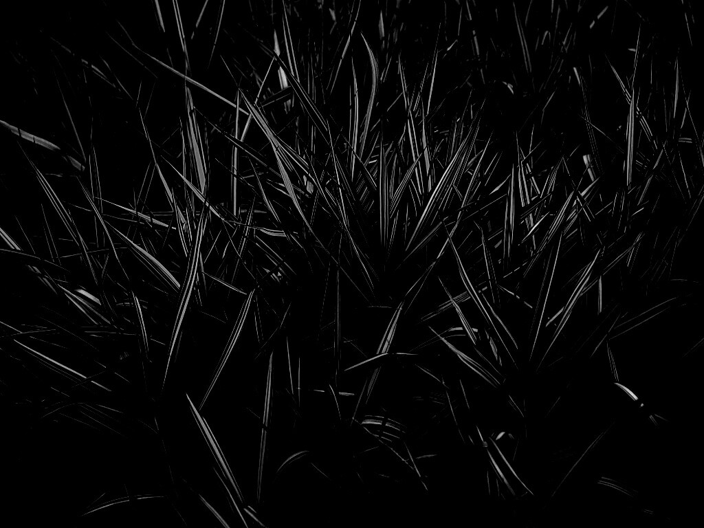 Дикая трава обои