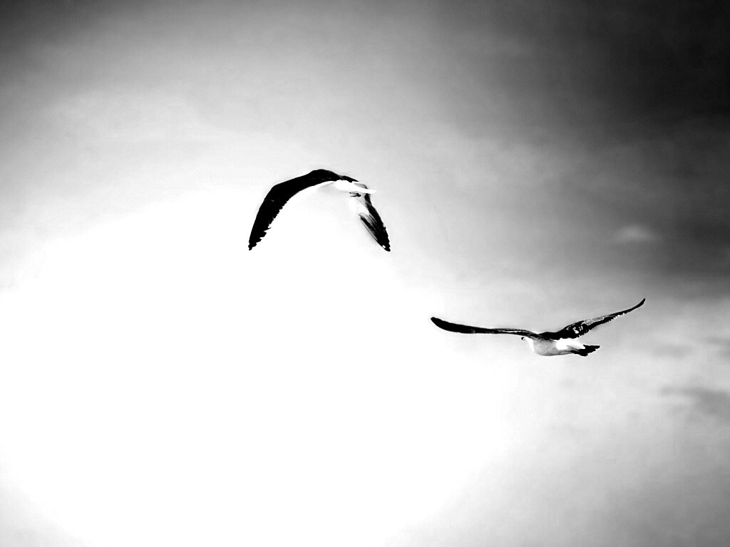 Чайки обои