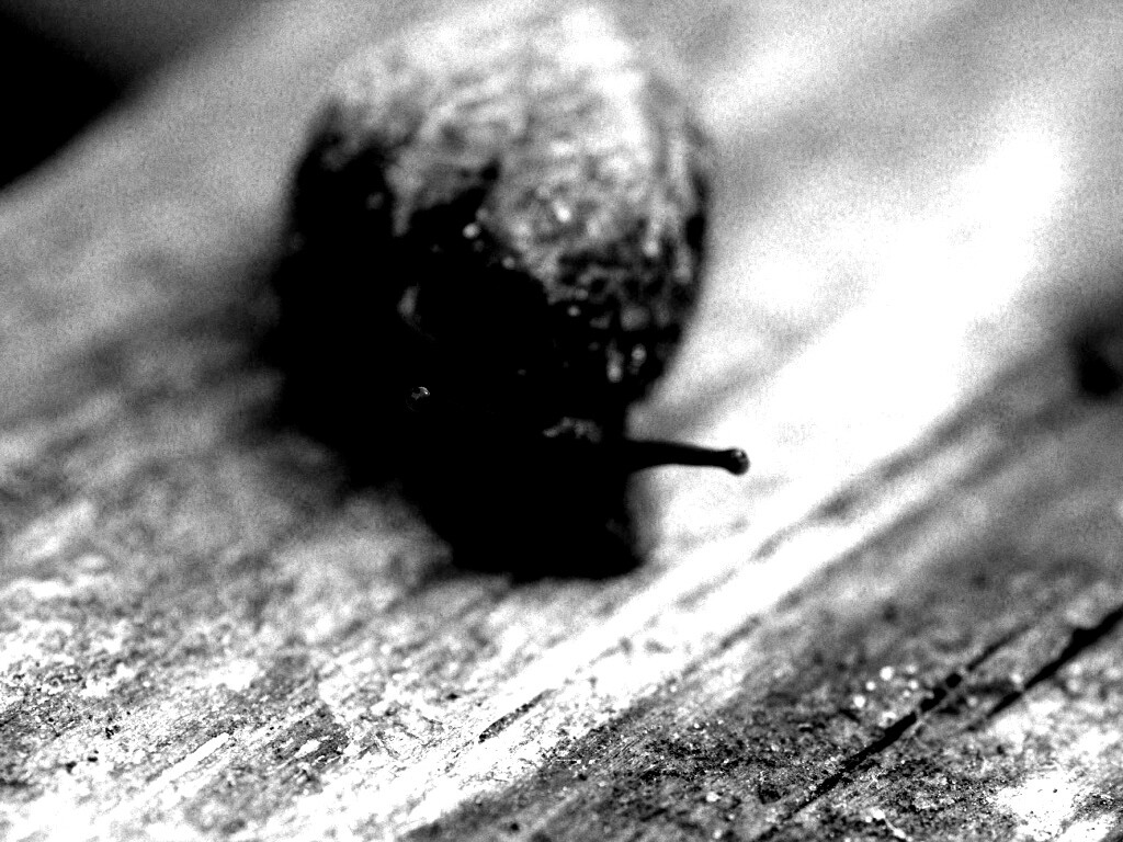 Улитка на ветке обои