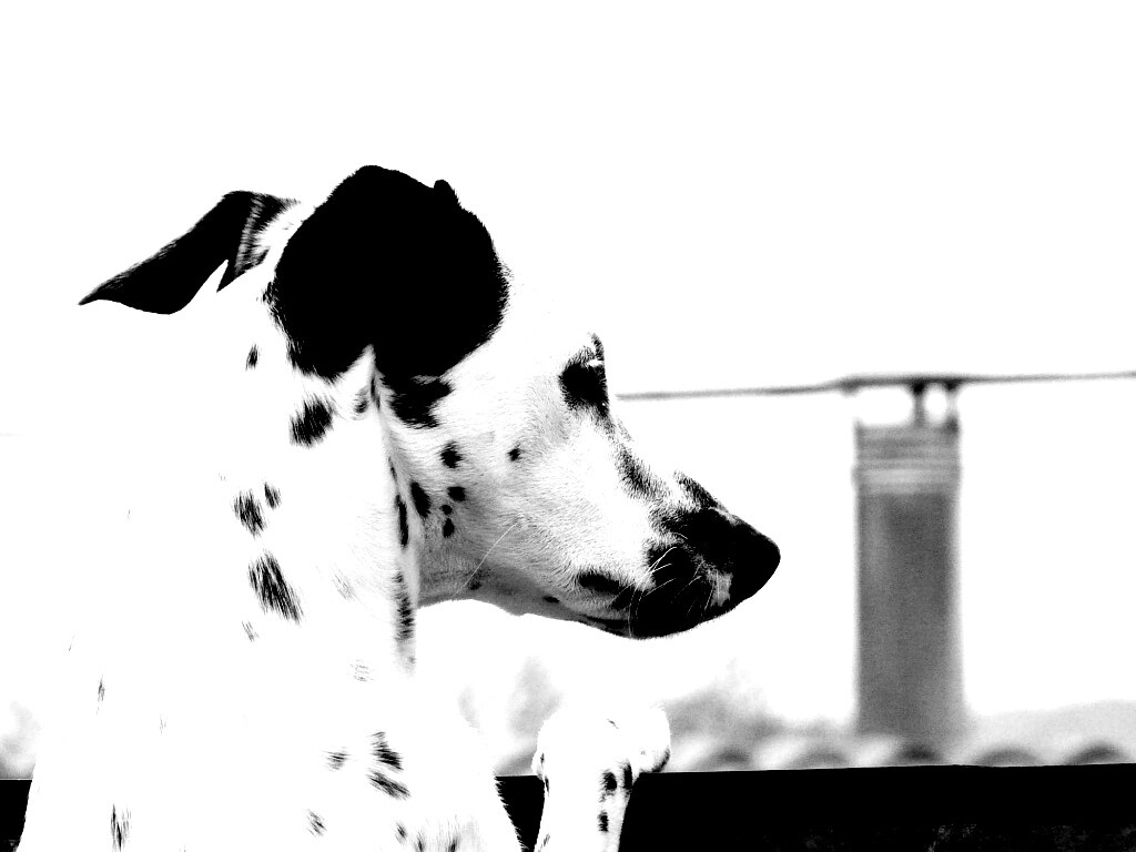 Долматинец смотрит вдаль обои