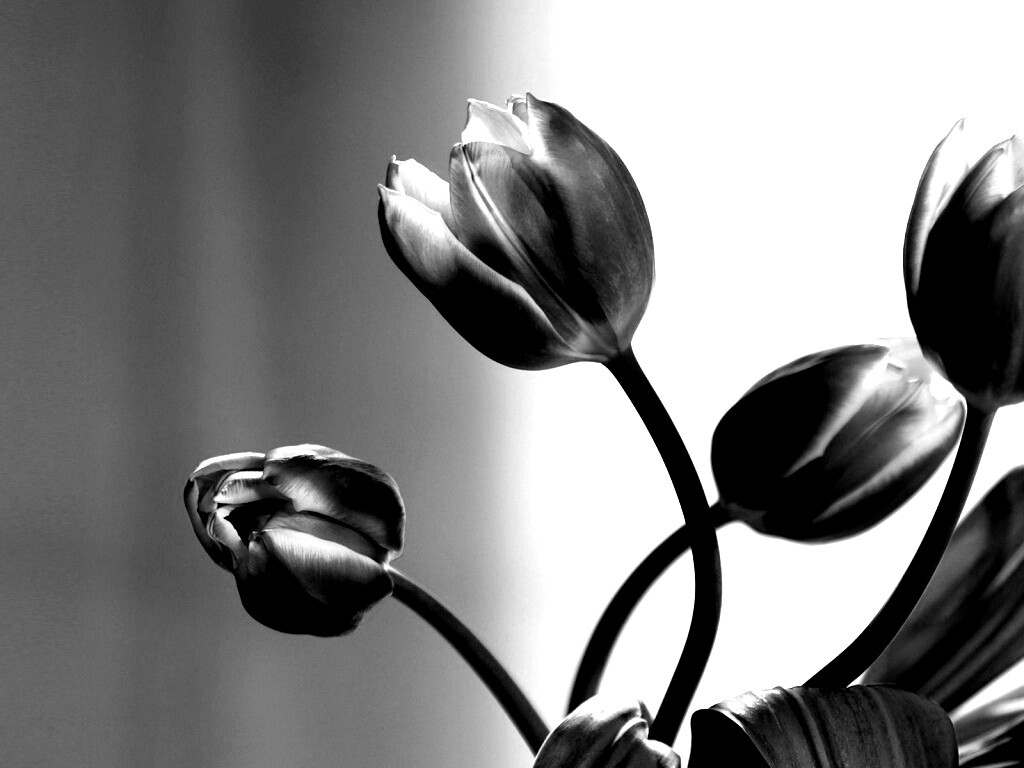 Сиреневые цветы обои