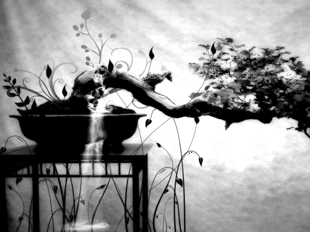 Карликовое дерево обои