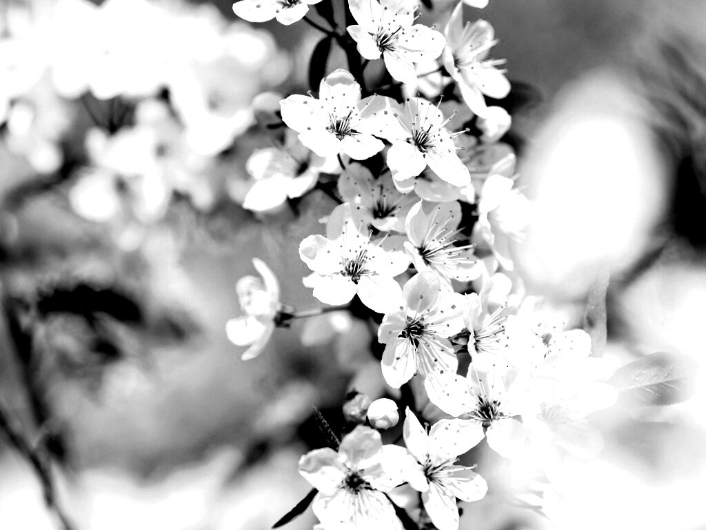 Цветение вишни обои