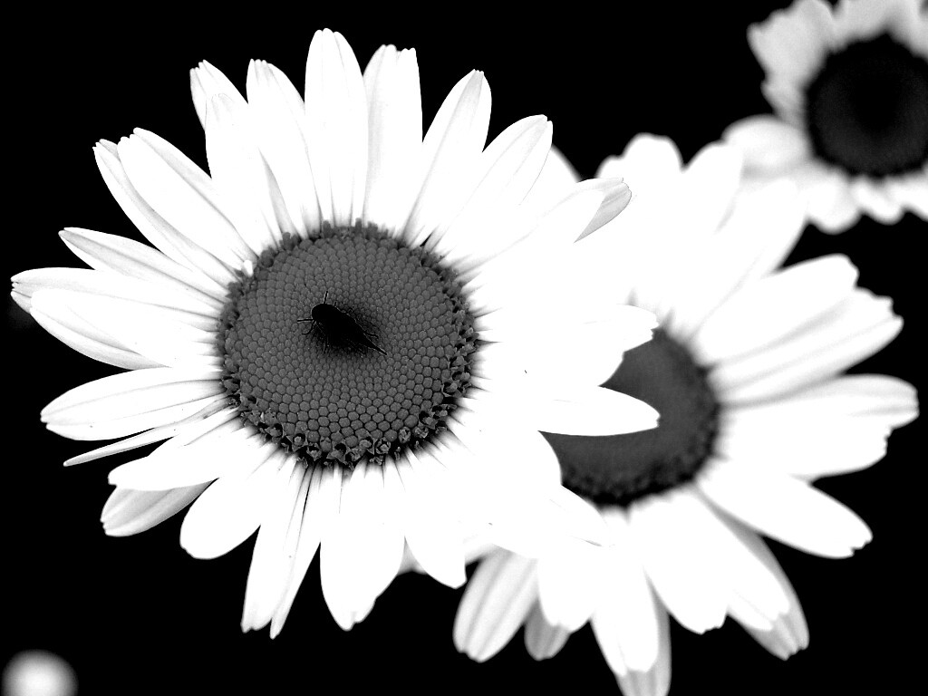 Ромашки обои