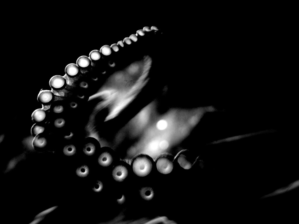 Щупальце обои