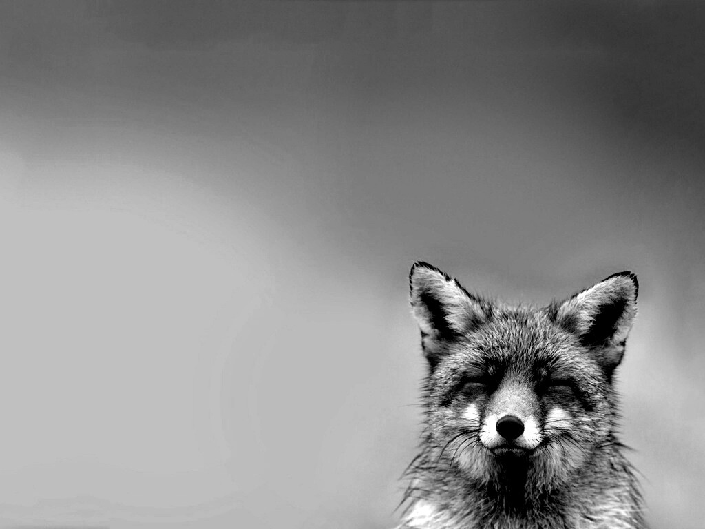 ^_^ Fox обои