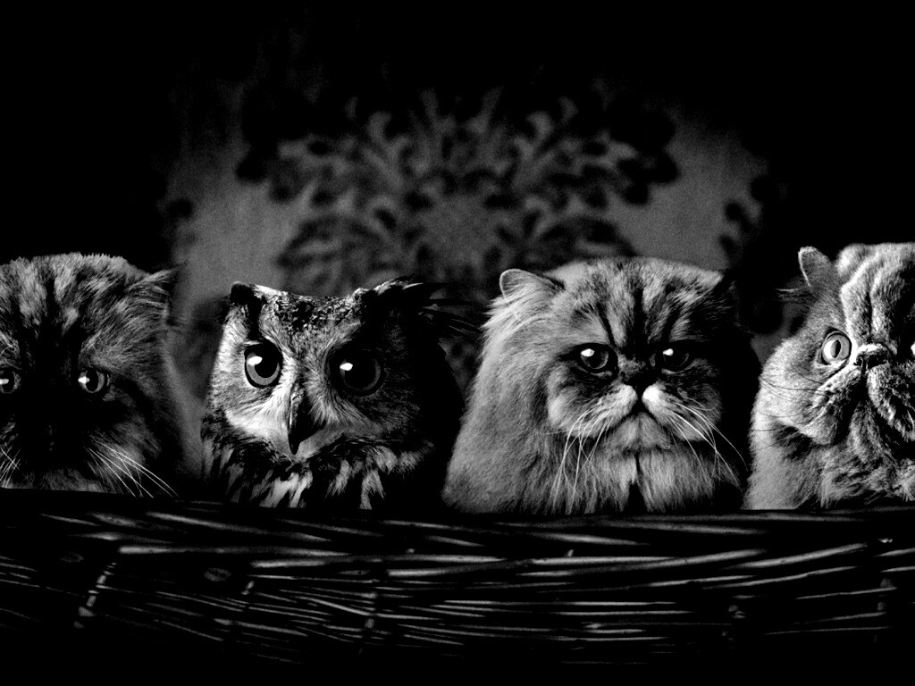 Чужой среди своих обои