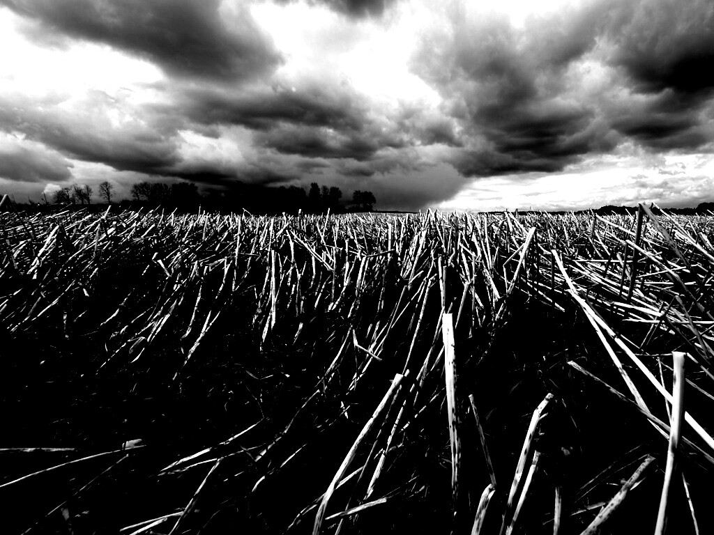 Убранное поле обои