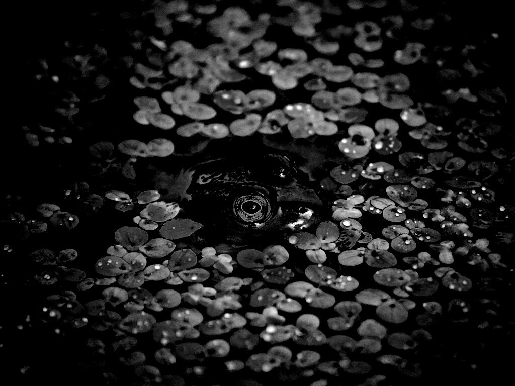 Маленькая лягушка обои