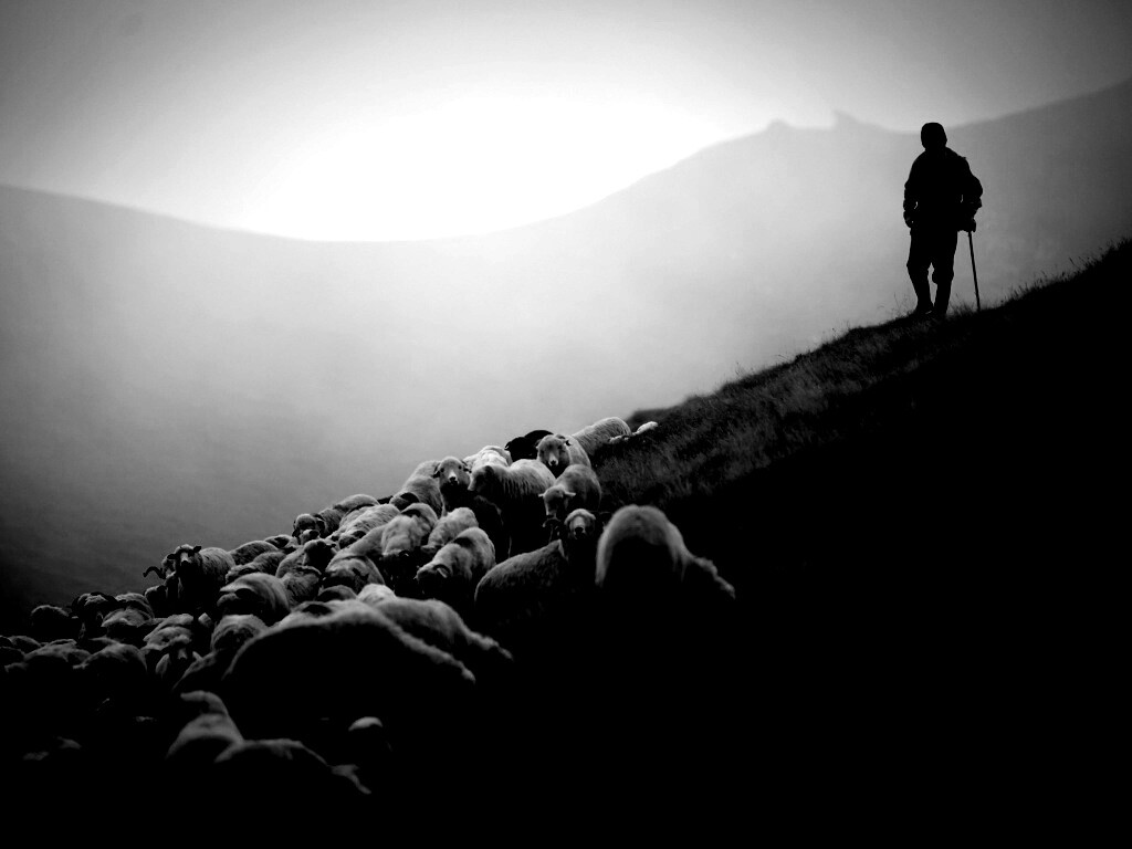 Пастух и стадо обои